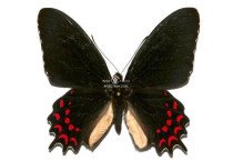 PARIDES PHOTINUS